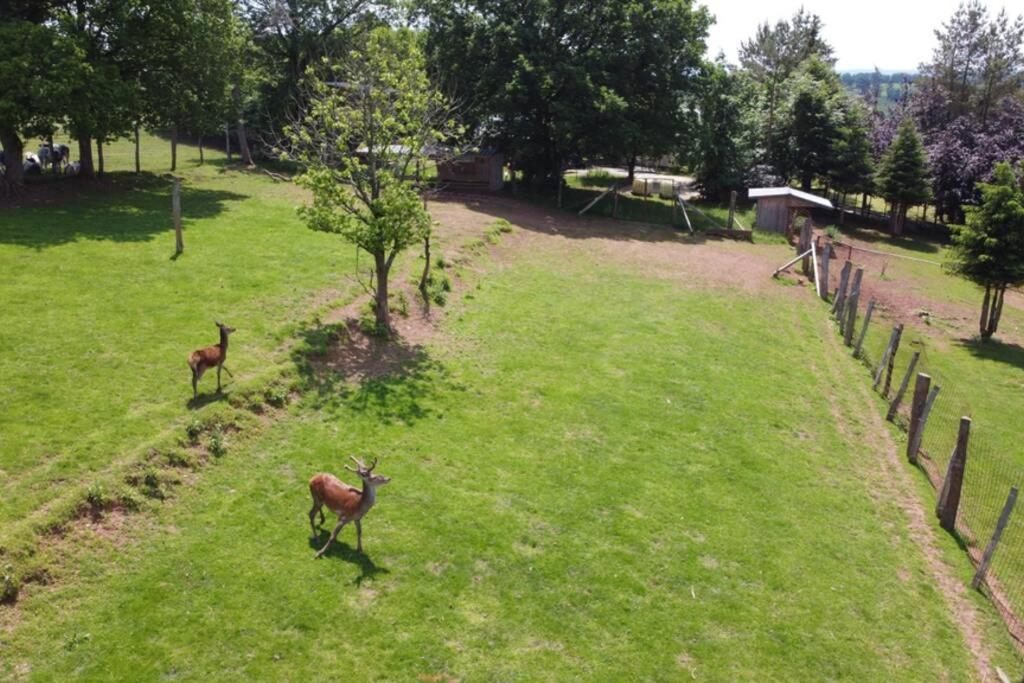 Le Grand Cerf 25 Pers, Malmedy- Chalet Rustique, Jardin מראה חיצוני תמונה